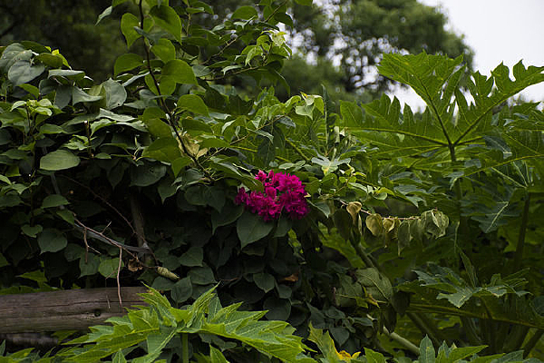 ����ũ�����Ķž黨