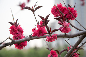 �������ʢ��