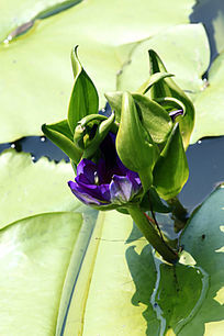 ��Ҷ�ӵ���ɫ����