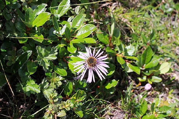 �ۺ�ɫ�Ļ���