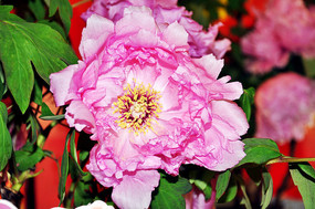 �ۺ�ɫ��ĵ����