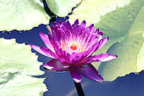 �ۺ�ʢ��������