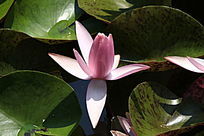 ��ɫ�뿪������