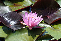 ��ɫ������