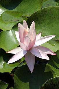 ��ɫʢ��������