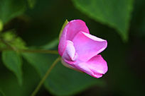 ��ɫҰĵ����