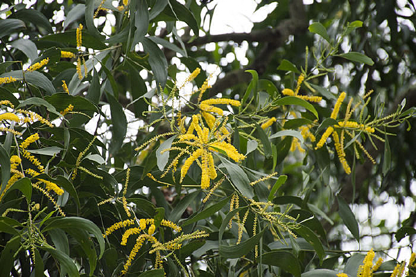 �ճ�����ɫ���Ľ�����