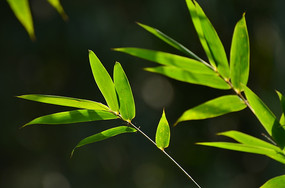 ��Ӱ��ҶͼƬ