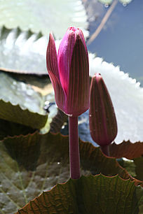 ��ɫ�뿪��������