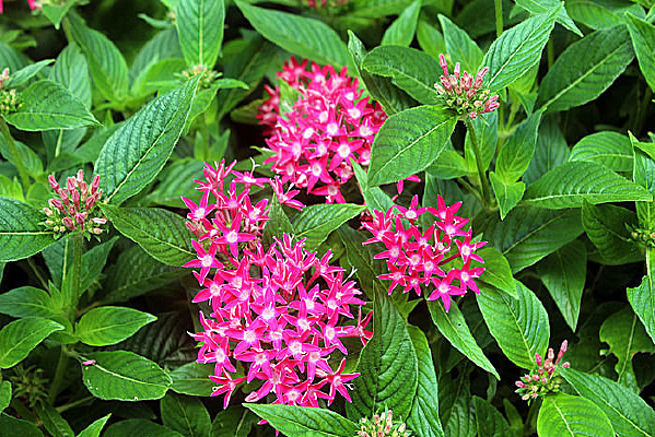 ��ɫ�Ļ���