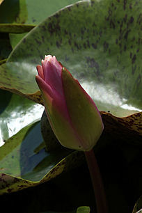 ��ɫ��������