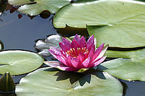 ��ɫ����