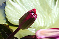 ��ɫ������