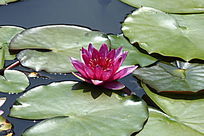 ��ɫʢ��������