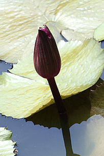 ����ɫ��������