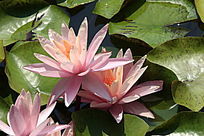 �������ٵ����ɫ����