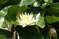 �ư�ɫ������