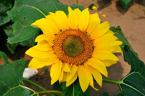 ��ɫ�����տ�