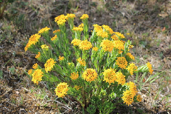 ��ɫ��һ����