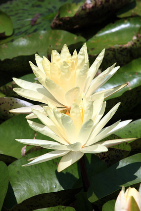 ��ɫ˫��������