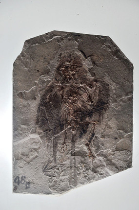 ��ʯ������