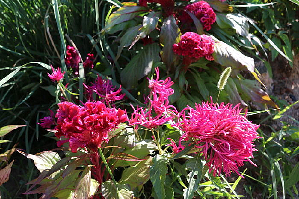 ���β�ͬ�����ֺ컨