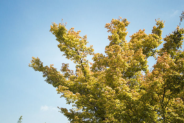 ����ͻ�ɫ�ķ�Ҷ