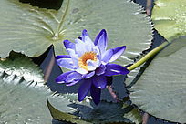 ����ɫ������