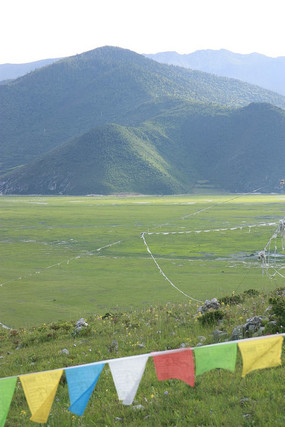 ��ɫ�ݵز�ƺ