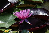 õ��ɫ������