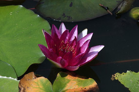 õ��ʢ������