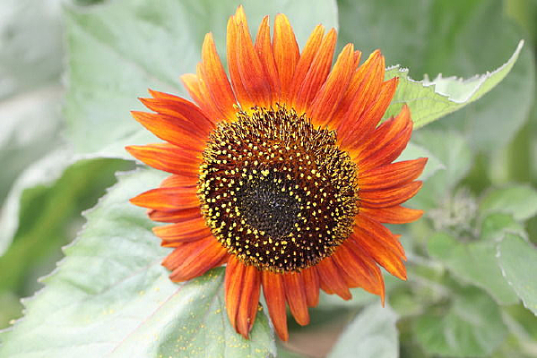 �����Ŀ���