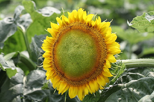 �����Ŀ���