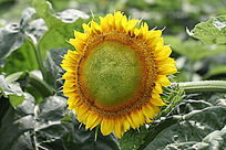 Ŀ