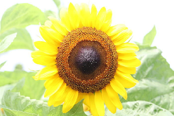 ���������տ�