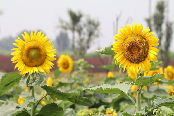 ���������տ���