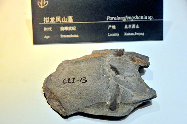 ������ɽ��