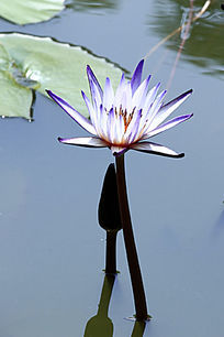 ǳ������