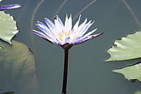 ǳ��ʢ��������