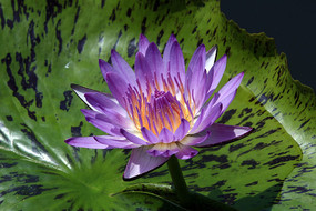 ǳ������