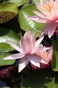 ���ɫ���������