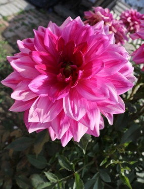 ʢ��������