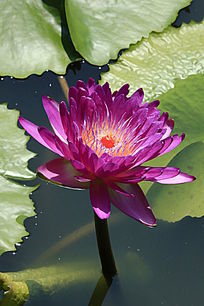 ʢ���ķۺ�ɫ������