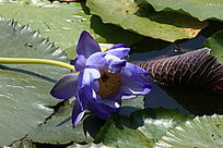 ʢ��������ɫ����