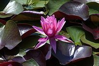 ʢ��������