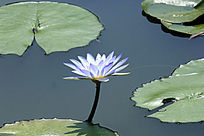 ʢ����ǳ��ɫ������