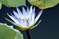 ʢ����ǳ��ɫ����