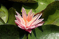 ʢ�������ɫ������