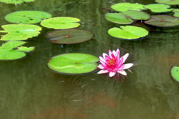 ʢ����һ��˯����