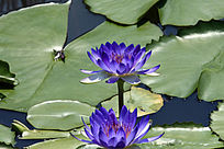 ʢ������ɫ����